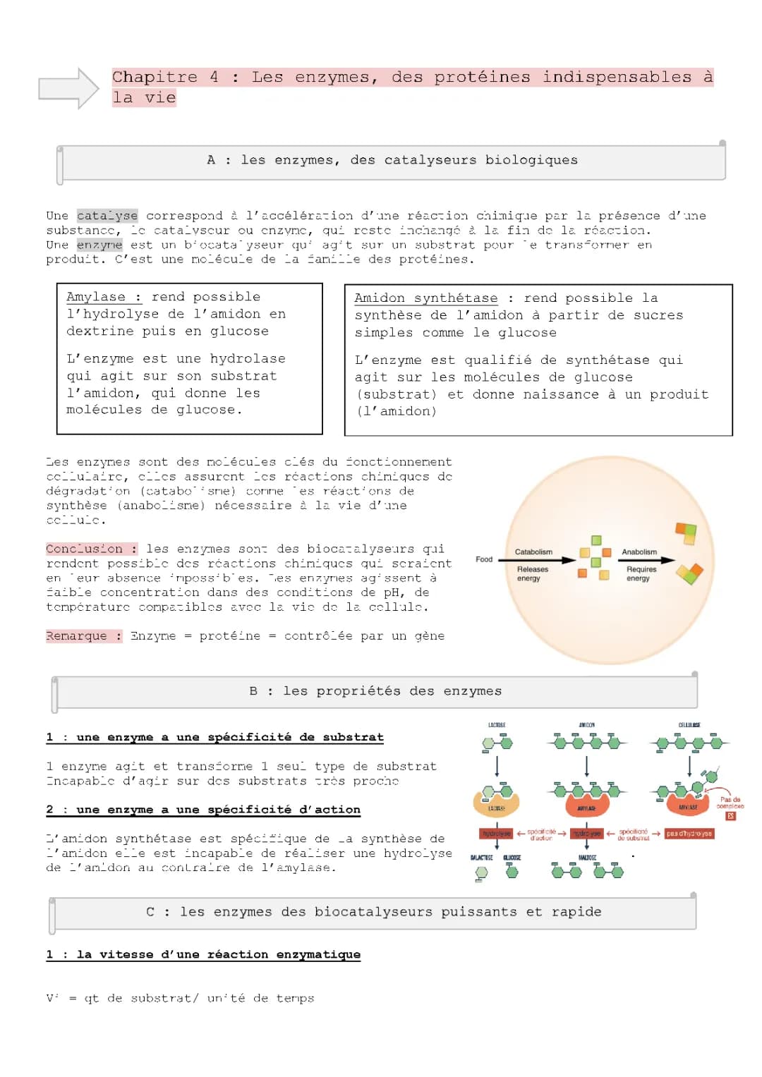 Les Enzymes: Définition, Caractéristiques et Propriétés