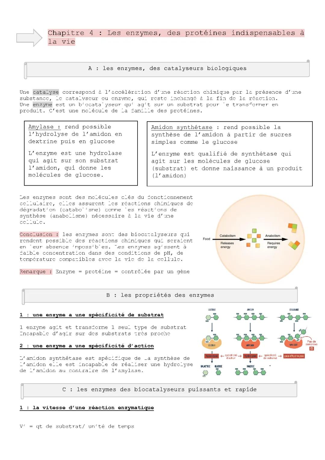 Les Enzymes: Définition, Caractéristiques et Propriétés