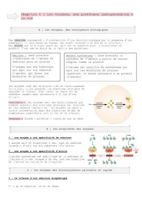 Know 4- les enzymes des protéines indispensables à la vie  thumbnail