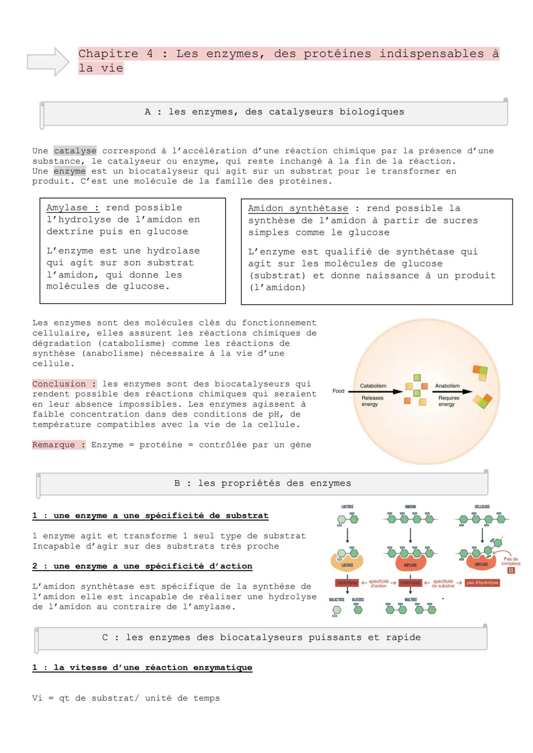 Chapitre 4 : Les enzymes, des protéines indispensables à
la vie
A les enzymes, des catalyseurs biologiques
Une catalyse correspond à l'accél