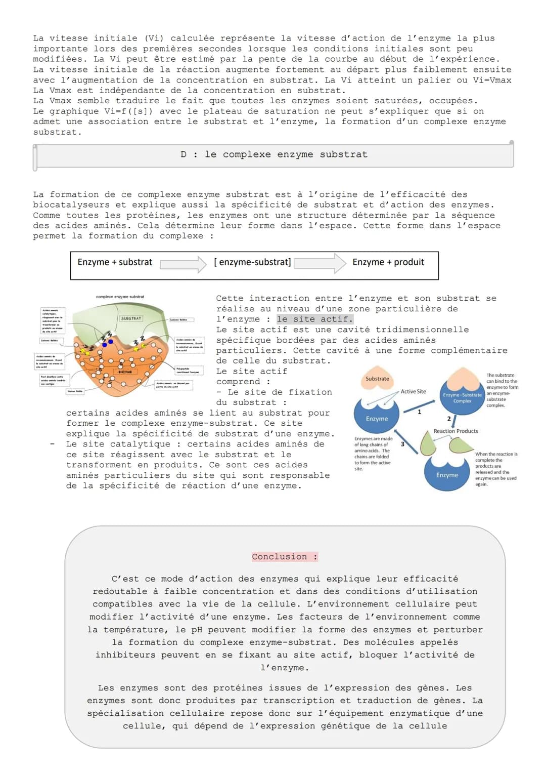 Chapitre 4 : Les enzymes, des protéines indispensables à
la vie
A les enzymes, des catalyseurs biologiques
Une catalyse correspond à l'accél