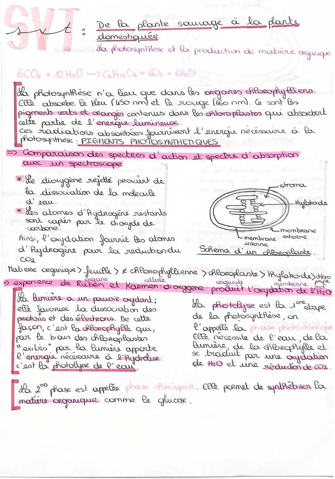 La Plante : De la Domestication aux Expériences de Calvin et Benson