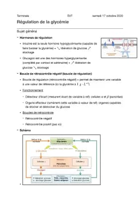 Know Cours 2.3 - Régulation glycémie thumbnail