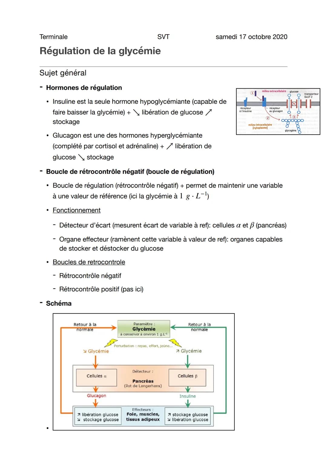 Terminale
Régulation de la glycémie
Sujet général
Hormones de régulation
• Insuline est la seule hormone hypoglycémiante (capable de
faire b