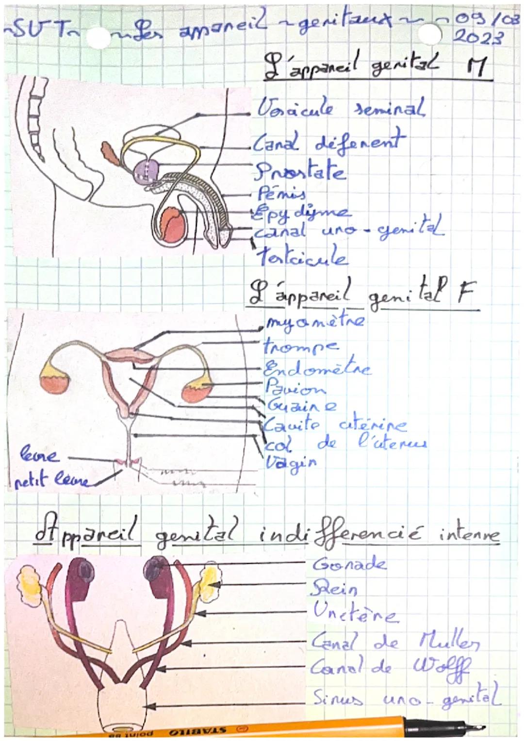 SUTa nder amaneil ~genitaux ~ ~ 09/03
lere
netit leme
2023
L'appaneil genital M
- Vesicule seminal
- Cand defenent
- Prostate
- Pémis
- Epy 