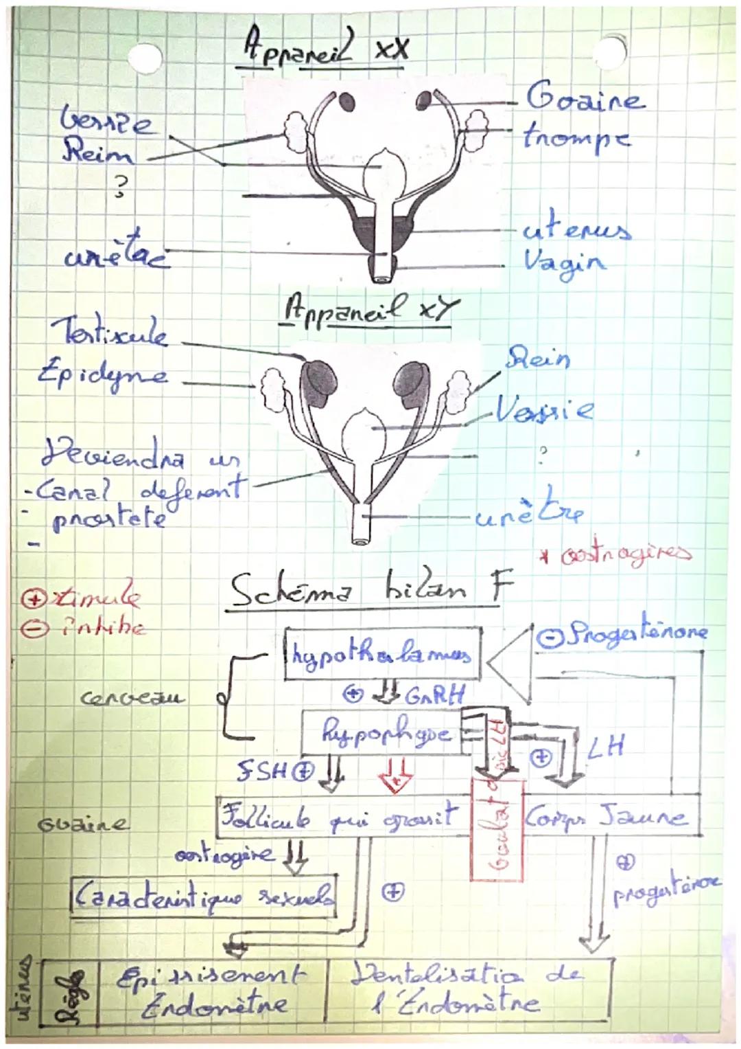 SUTa nder amaneil ~genitaux ~ ~ 09/03
lere
netit leme
2023
L'appaneil genital M
- Vesicule seminal
- Cand defenent
- Prostate
- Pémis
- Epy 