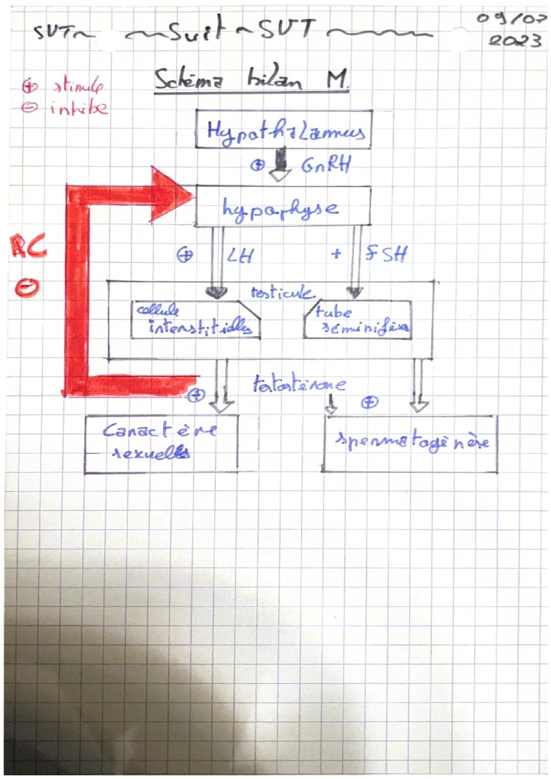 SUTa nder amaneil ~genitaux ~ ~ 09/03
lere
netit leme
2023
L'appaneil genital M
- Vesicule seminal
- Cand defenent
- Prostate
- Pémis
- Epy 