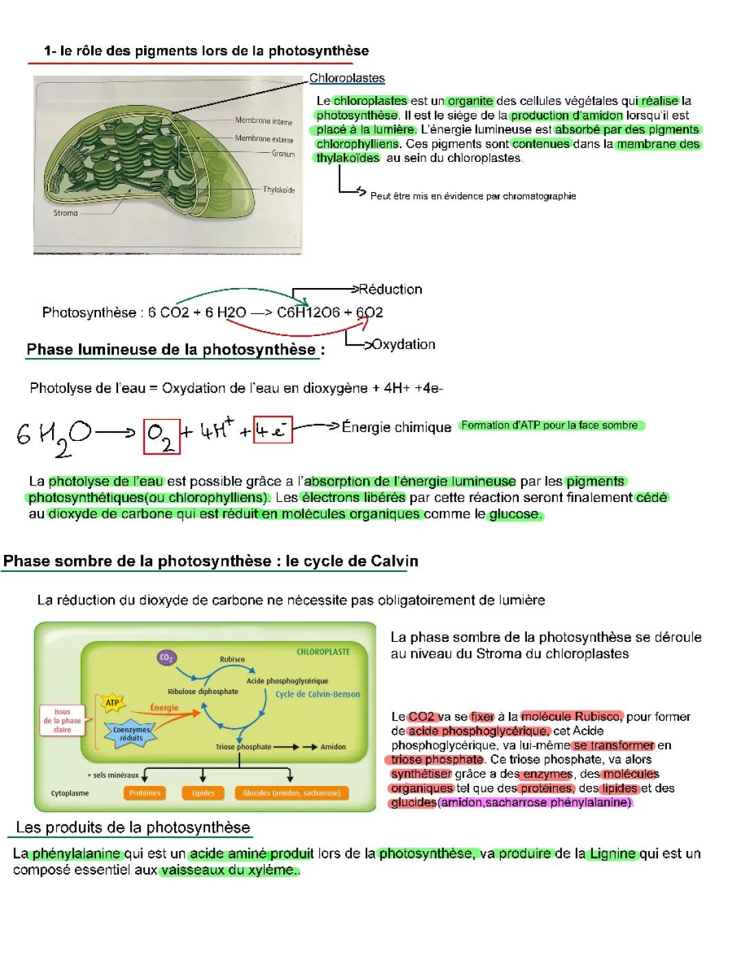 La plante, productrice de matière organique 