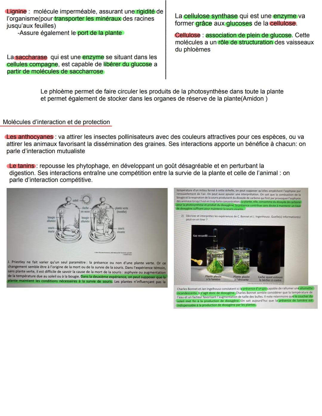 1- le rôle des pigments lors de la photosynthèse
Stroma
Issus
de la phase
claire
Photosynthèse : 6 CO2 + 6H2O -> C6H1206 +602
602
Phase lumi