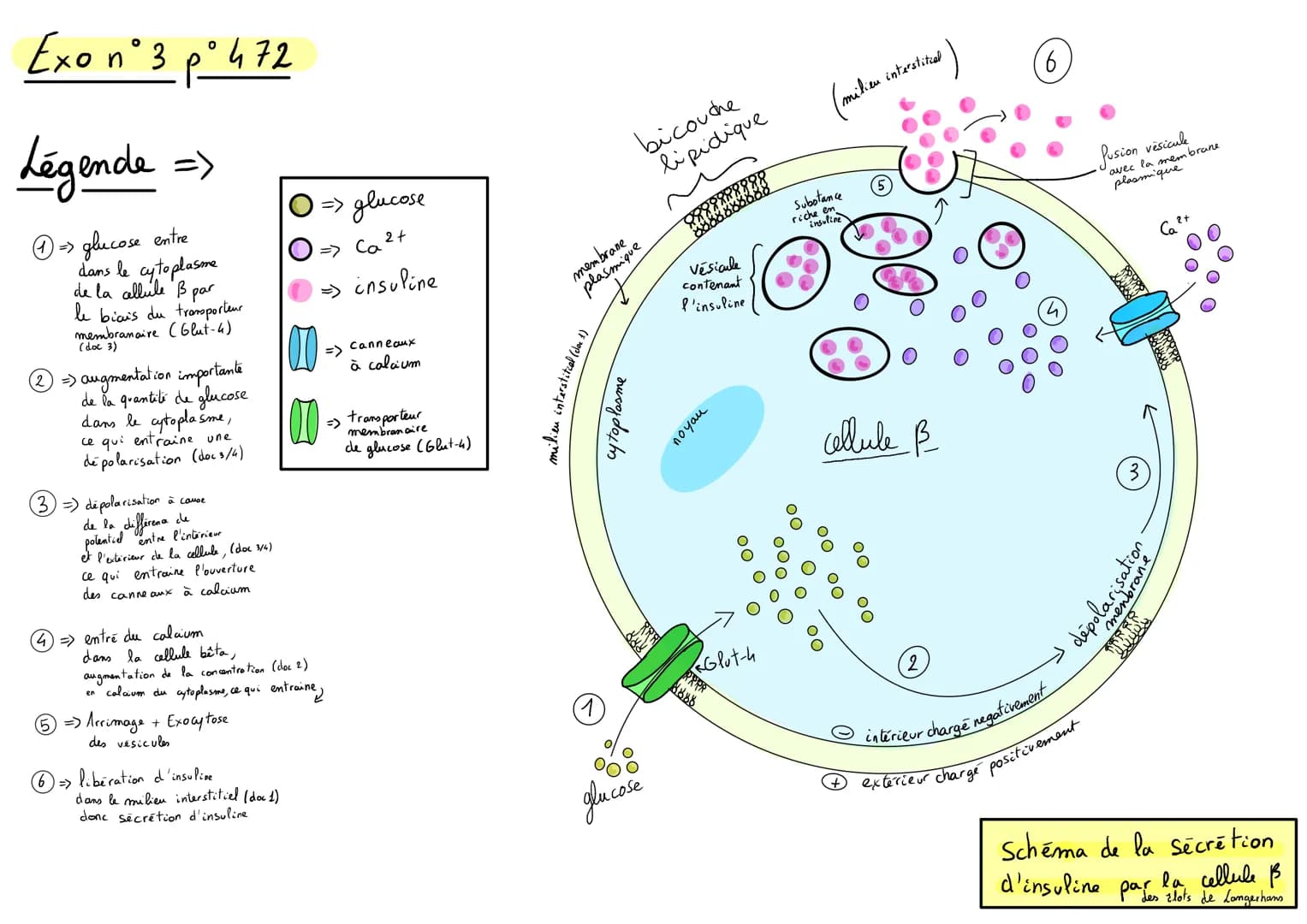 Exo n° 3 p° 472
Légende =>
1 => glucose entre
dans le cytoplasme
de la cellule B
par
le biais du transporteur
membranaire (Glut-4)
(doc 3)
2