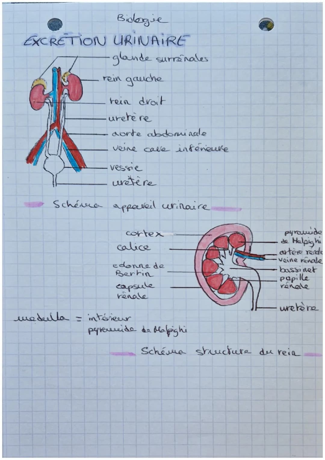 Biologie
EXCRETION URINAIRE
・glande surrénales
rein gauche
rein droit
uretère
aorte abdominate
veine cave inférieure.
-vessie
uretère
Schéma