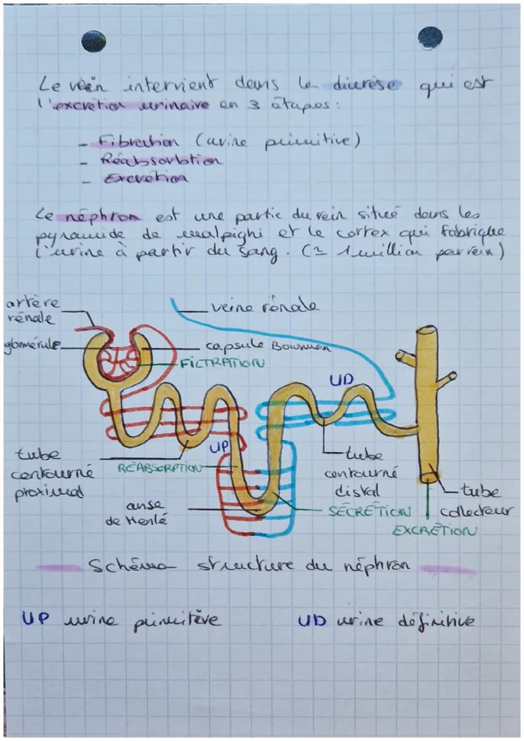 Biologie
EXCRETION URINAIRE
・glande surrénales
rein gauche
rein droit
uretère
aorte abdominate
veine cave inférieure.
-vessie
uretère
Schéma