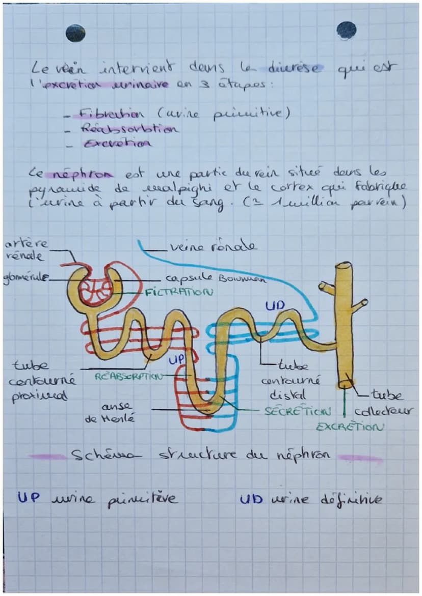 Biologie
EXCRETION URINAIRE
・glande surrénales
rein gauche
rein droit
uretère
aorte abdominate
veine cave inférieure.
-vessie
uretère
Schéma