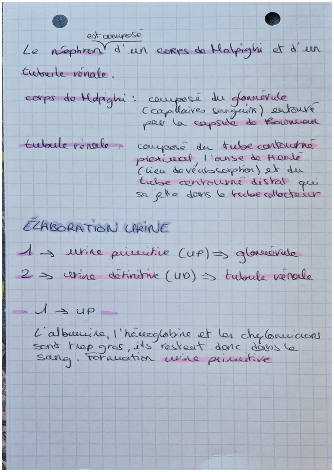 Biologie
EXCRETION URINAIRE
・glande surrénales
rein gauche
rein droit
uretère
aorte abdominate
veine cave inférieure.
-vessie
uretère
Schéma