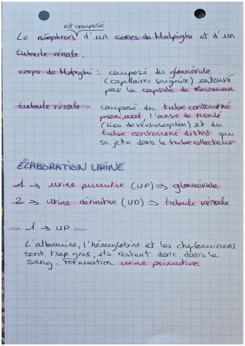 Biologie
EXCRETION URINAIRE
・glande surrénales
rein gauche
rein droit
uretère
aorte abdominate
veine cave inférieure.
-vessie
uretère
Schéma