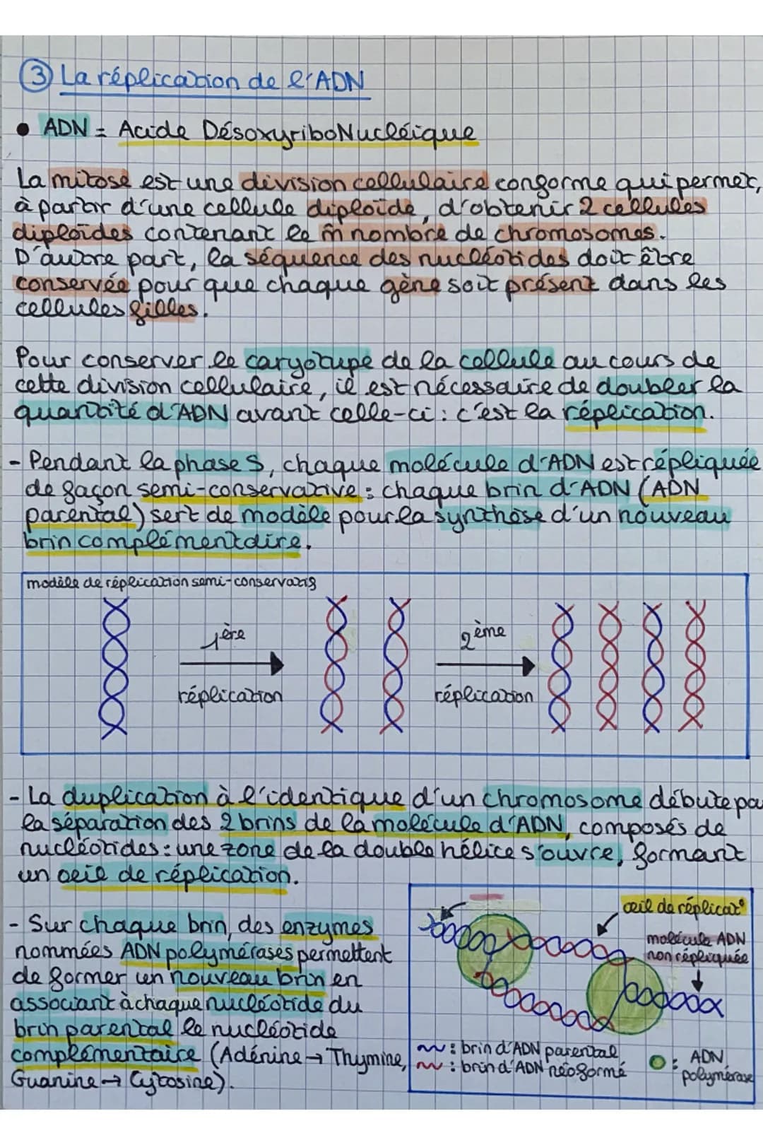 Chap 1: Les divisions cellulaires des eucaryotes
• Cellules eucaryotes: elles ont 1 noyau contenant l'ADN
organisé en 46 chromosomes
S.V.T
C