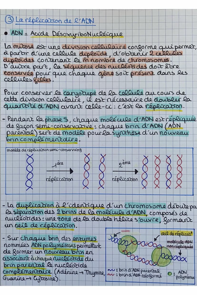 Chap 1: Les divisions cellulaires des eucaryotes
• Cellules eucaryotes: elles ont 1 noyau contenant l'ADN
organisé en 46 chromosomes
S.V.T
C