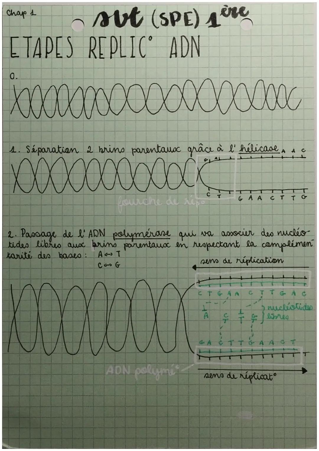chap 1

spe sot sou

RÉPLICATION (phase S interphase)

modik conservatif:&

mod L semi-cons:

modL dispersif :

->

->

->

azate léger
asat