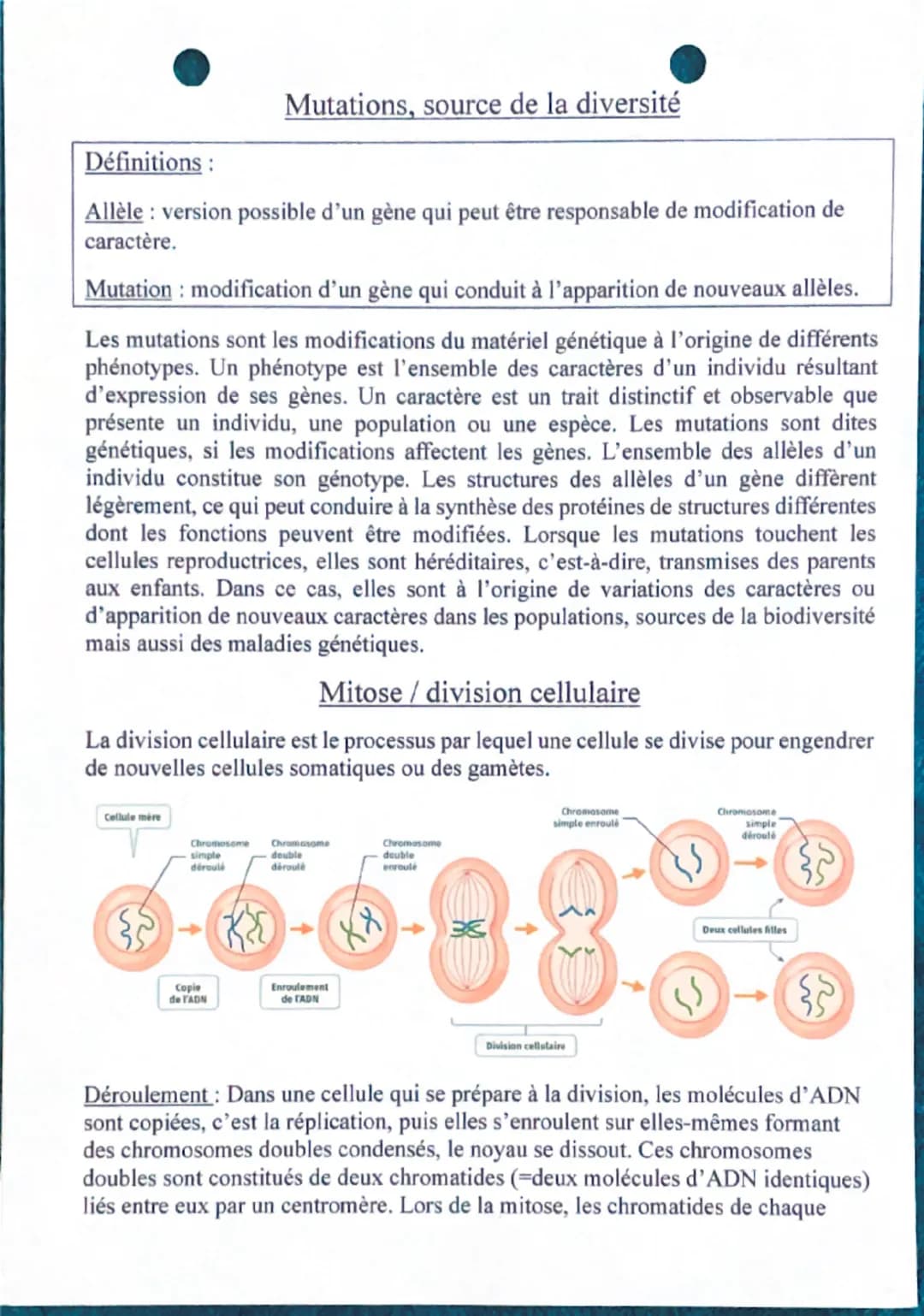 --- OCR Start ---
Définitions:
Mutations, source de la diversité
Allèle: version possible d'un gène qui peut être responsable de modificatio