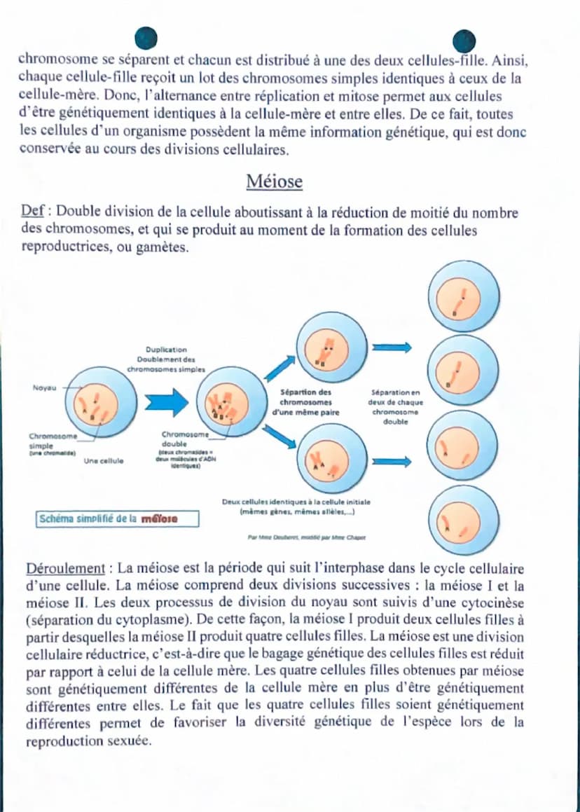 --- OCR Start ---
Définitions:
Mutations, source de la diversité
Allèle: version possible d'un gène qui peut être responsable de modificatio