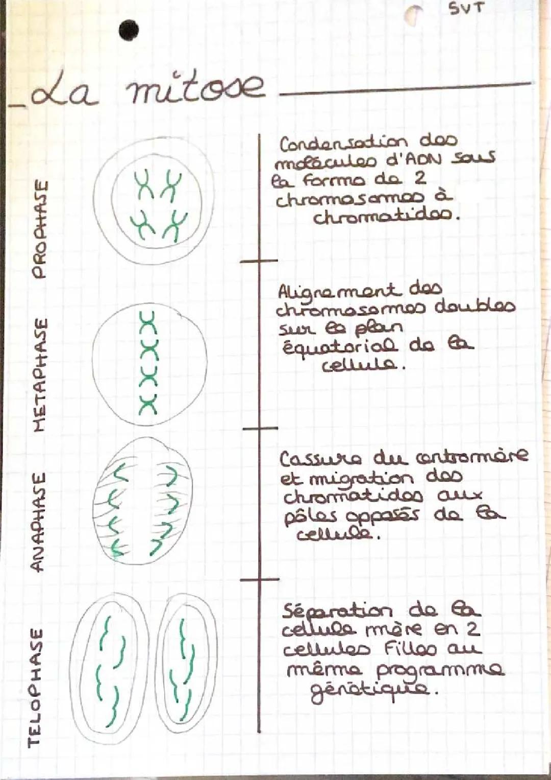 la meiose et la mitose 