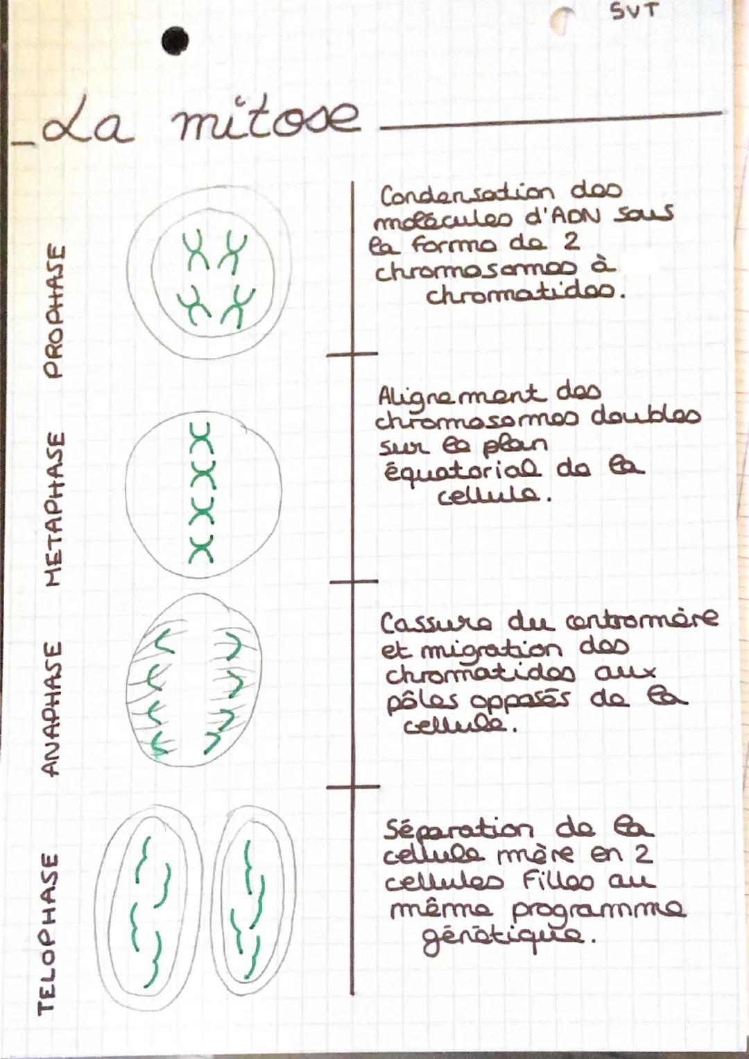 La mitose
PROPHASE
METAPHASE
ANAPHASE
TELOPHASE
88
کو عد
XXXX
Se
(
SVT
Condensation des
molécules d'ADN sous
la forma de 2
chromosamos à
chr