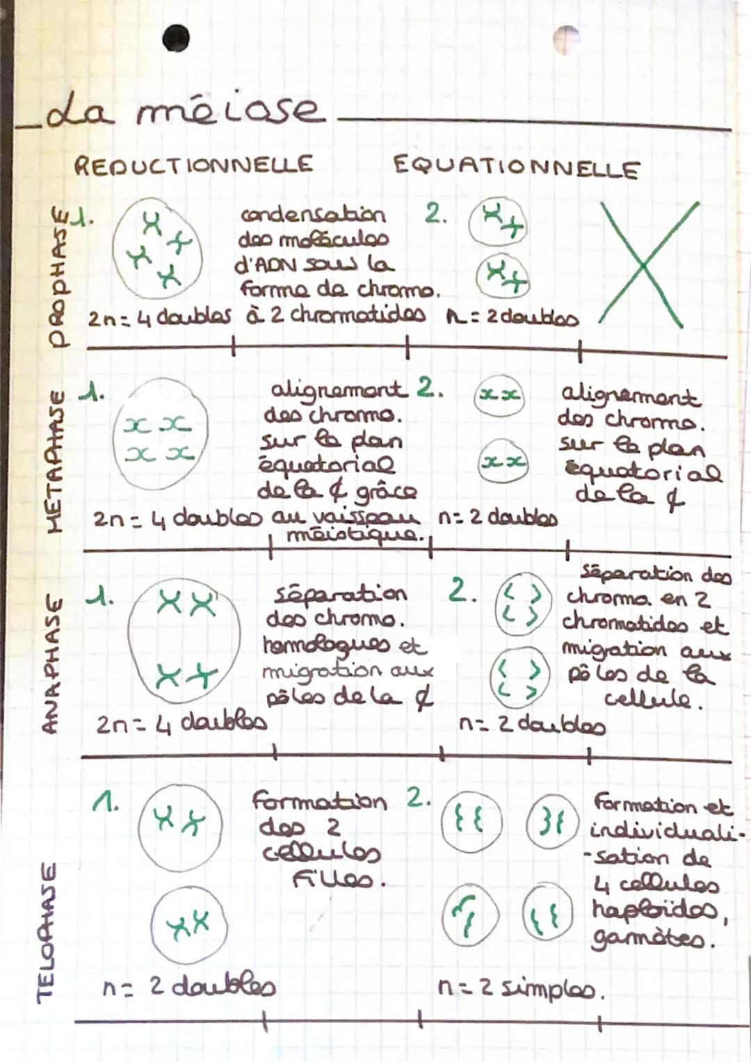 La mitose
PROPHASE
METAPHASE
ANAPHASE
TELOPHASE
88
کو عد
XXXX
Se
(
SVT
Condensation des
molécules d'ADN sous
la forma de 2
chromosamos à
chr