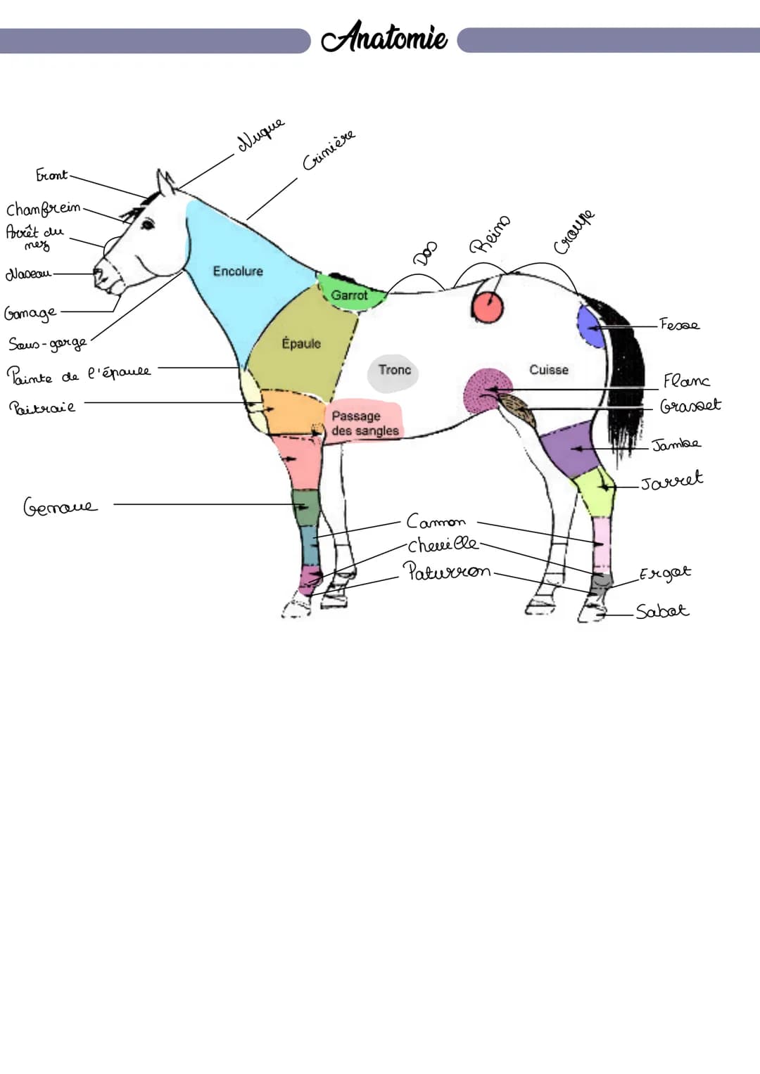 Front.
chanfrein.
Arrêt du
nez
Naseau.
Gamage
Sous-gorge
Painte de l'épaule
Paitrail
Geraue
Nuque
Encolure
Anatomie
Crinière
Épaule
Garrot
T