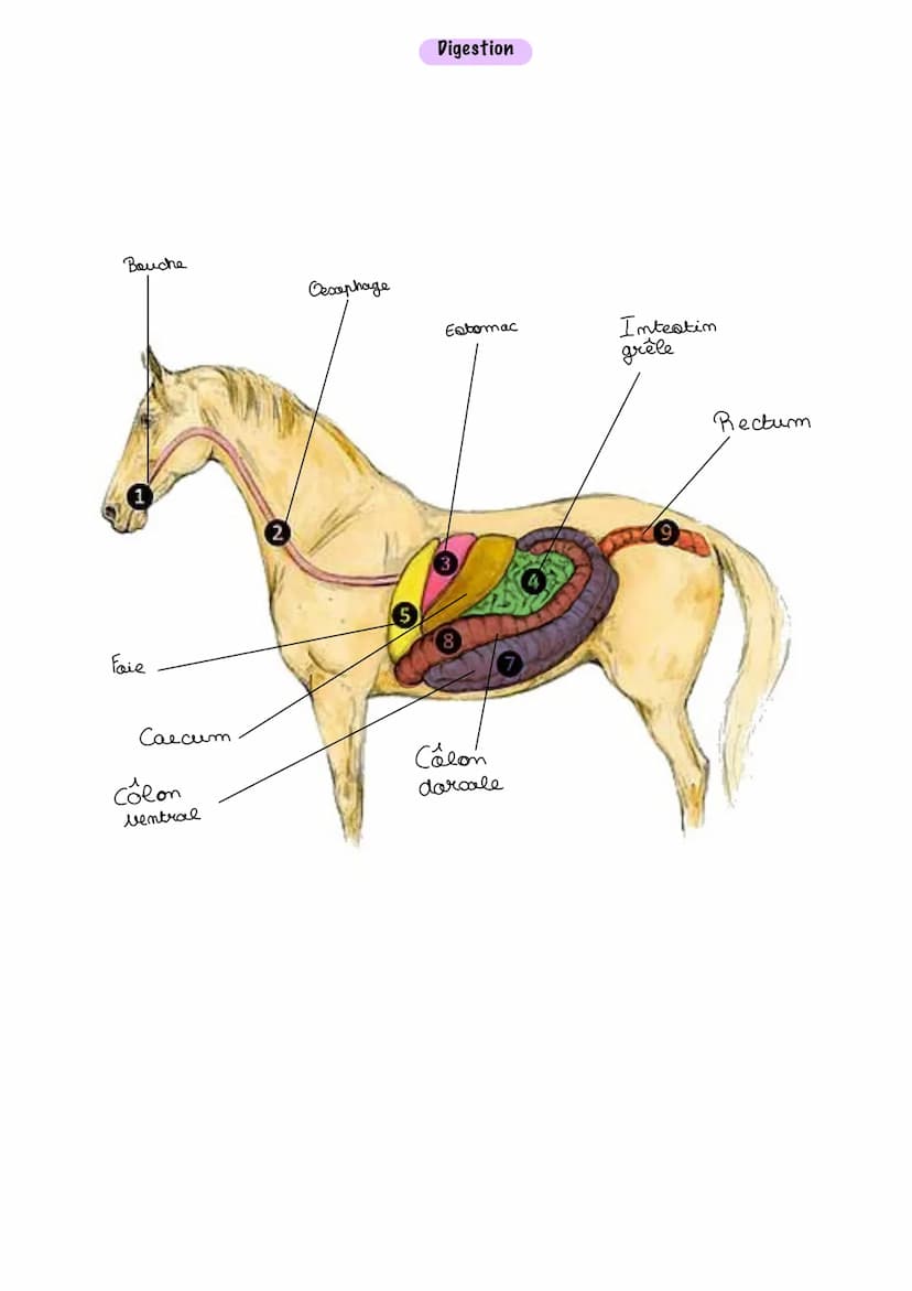 Front.
chanfrein.
Arrêt du
nez
Naseau.
Gamage
Sous-gorge
Painte de l'épaule
Paitrail
Geraue
Nuque
Encolure
Anatomie
Crinière
Épaule
Garrot
T