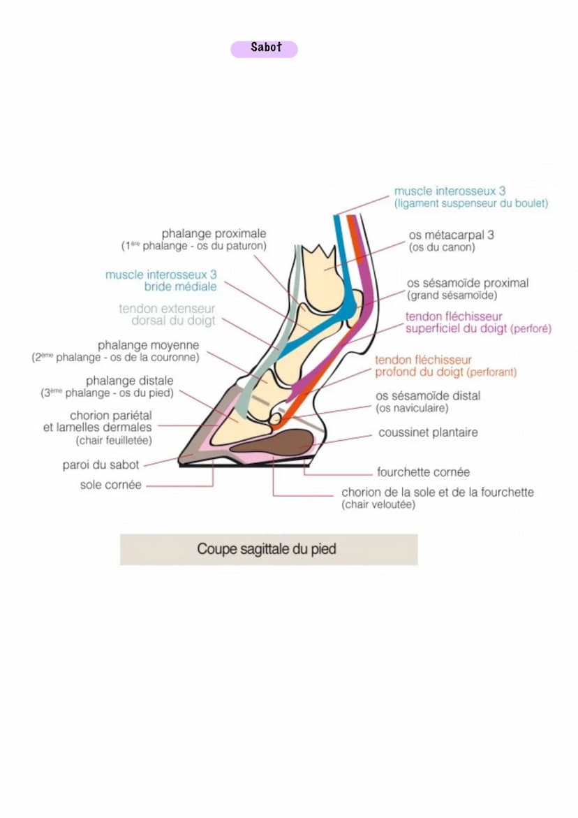 Front.
chanfrein.
Arrêt du
nez
Naseau.
Gamage
Sous-gorge
Painte de l'épaule
Paitrail
Geraue
Nuque
Encolure
Anatomie
Crinière
Épaule
Garrot
T