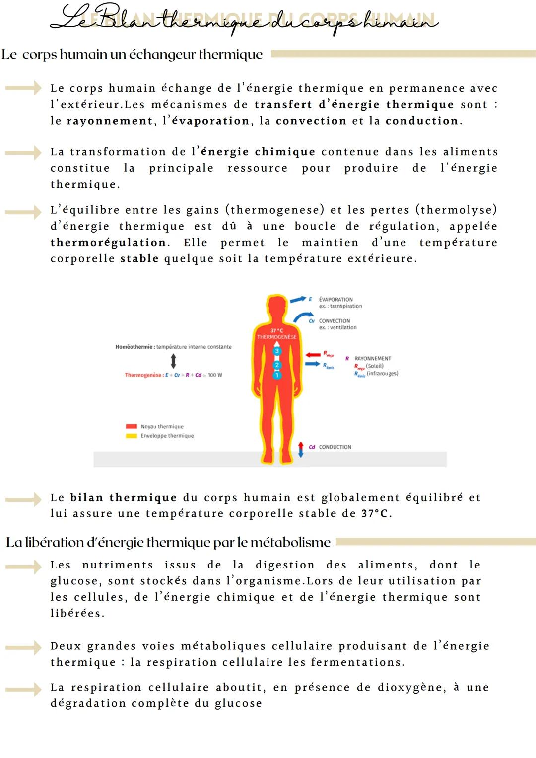 Le Bilan thermique du corps humain
Le corps humain un échangeur thermique
Le corps humain échange de l'énergie thermique en permanence avec
