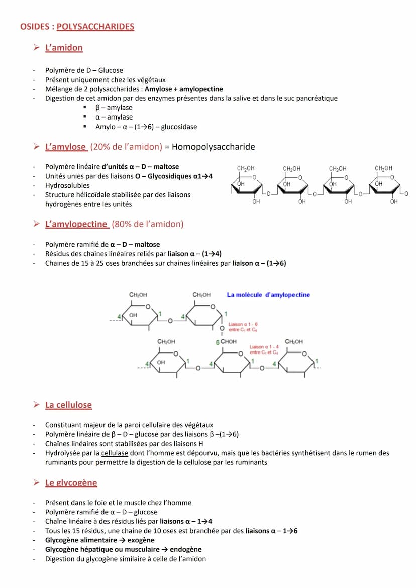 INTRODUCTION
Définition appelés aussi saccharides
Caractéristiques
RÔLES
Composés essentiels pour tout organisme vivant
Biomolécules les plu