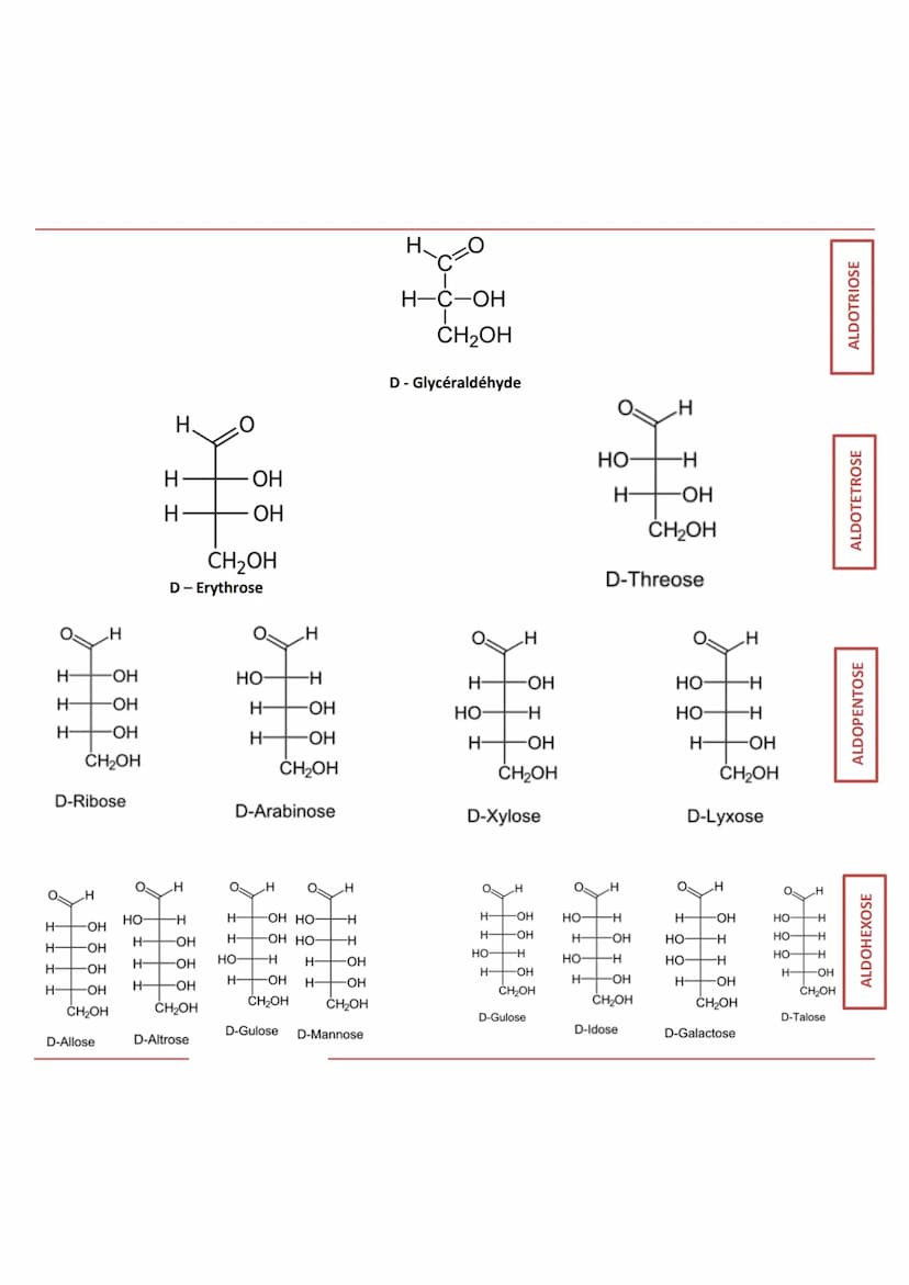 INTRODUCTION
Définition appelés aussi saccharides
Caractéristiques
RÔLES
Composés essentiels pour tout organisme vivant
Biomolécules les plu