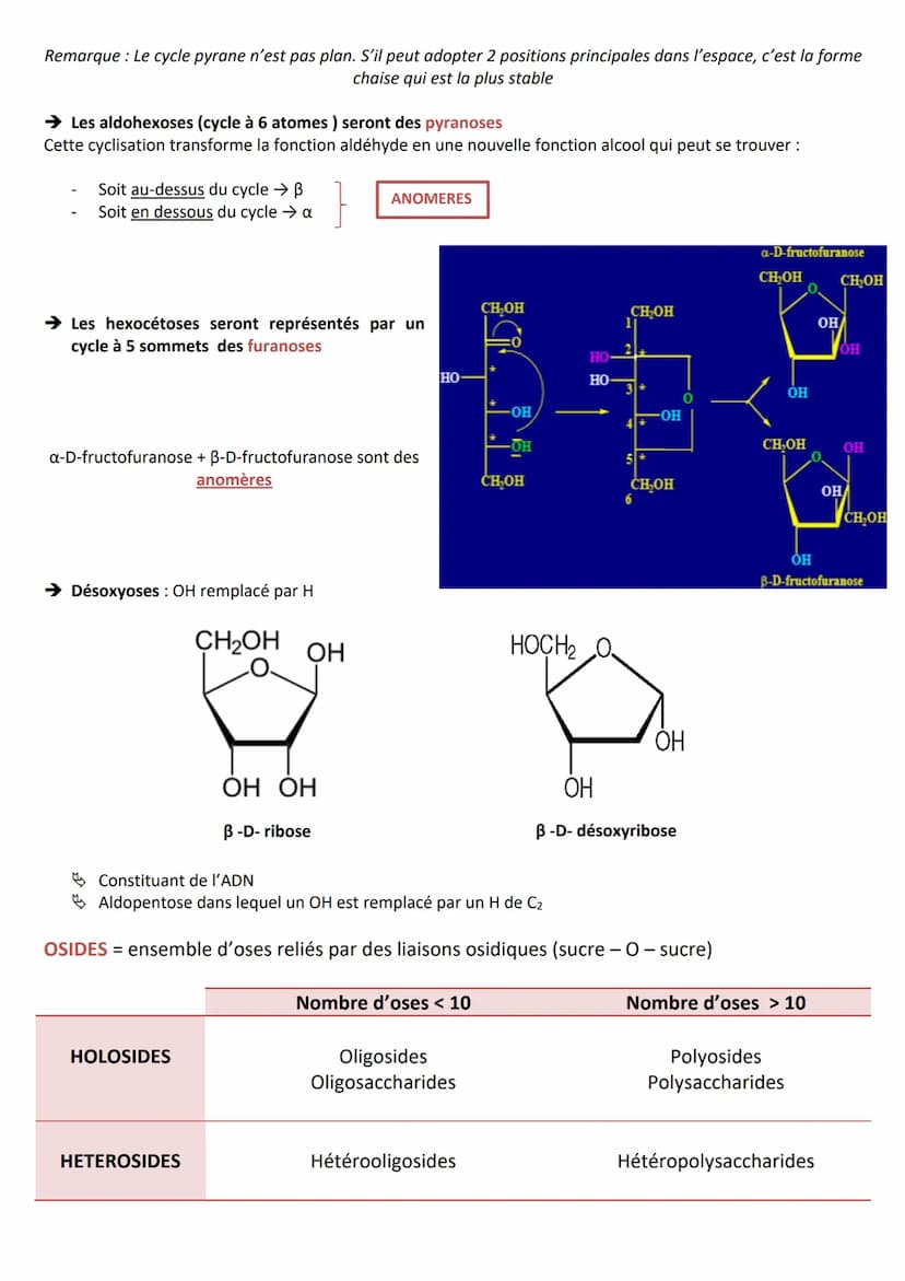 INTRODUCTION
Définition appelés aussi saccharides
Caractéristiques
RÔLES
Composés essentiels pour tout organisme vivant
Biomolécules les plu