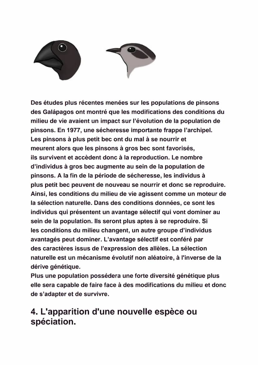 La diversité génétique
Il est facile de constater qu'il existe une
certaine diversité au sein de chaque espèce, qu'elle
soit animale ou végé
