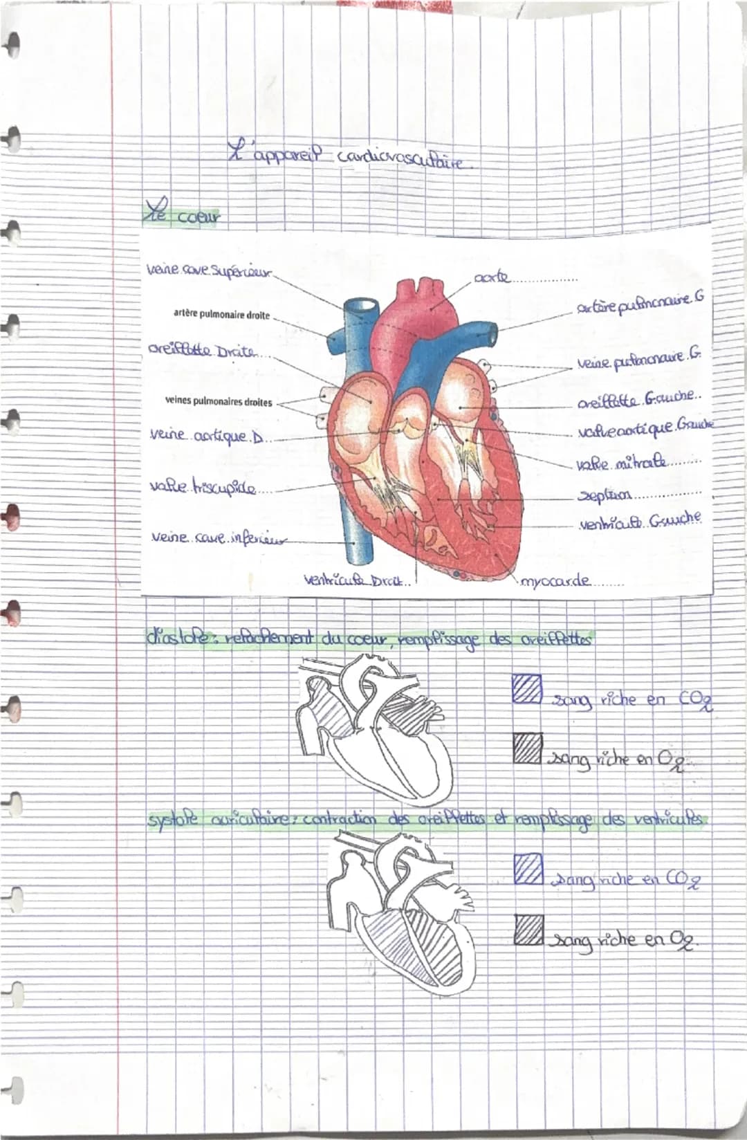 # L'appareil cardiovasculaire.

# Le coeur

veine cave Superieur
aorte
artère pulmonaire droite
artère pulmonaire G
oreillette Droite...
vei