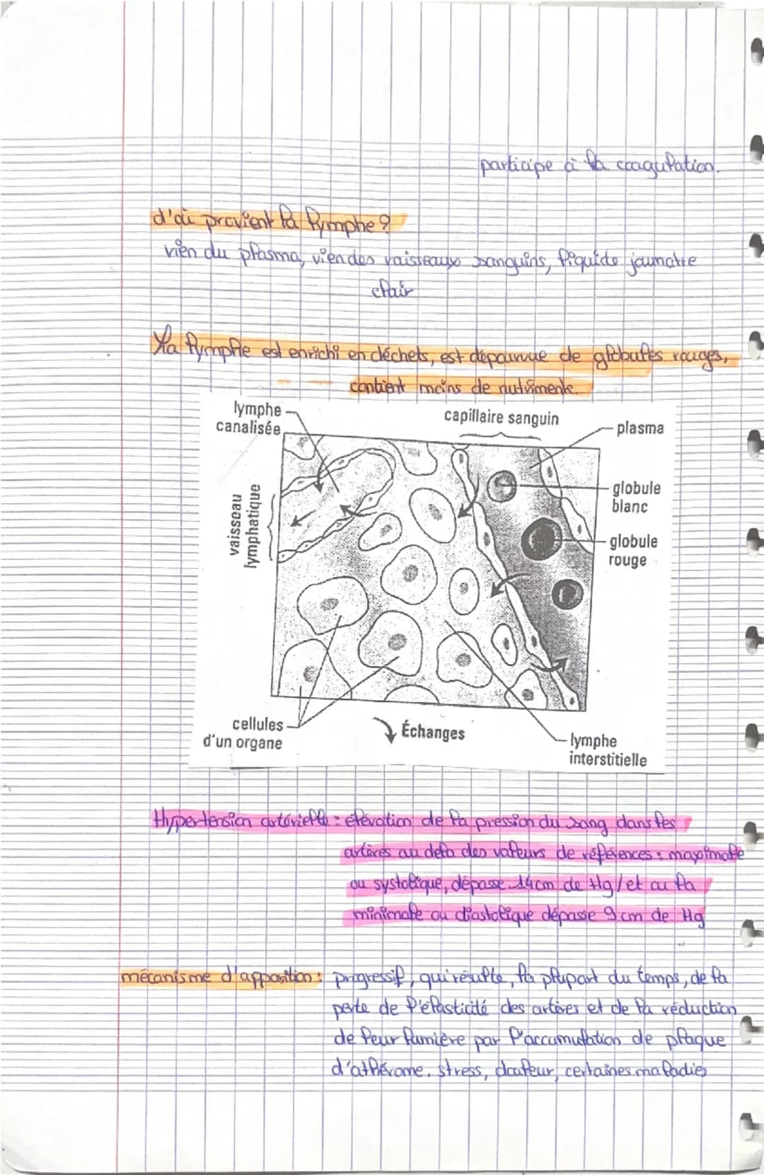 # L'appareil cardiovasculaire.

# Le coeur

veine cave Superieur
aorte
artère pulmonaire droite
artère pulmonaire G
oreillette Droite...
vei