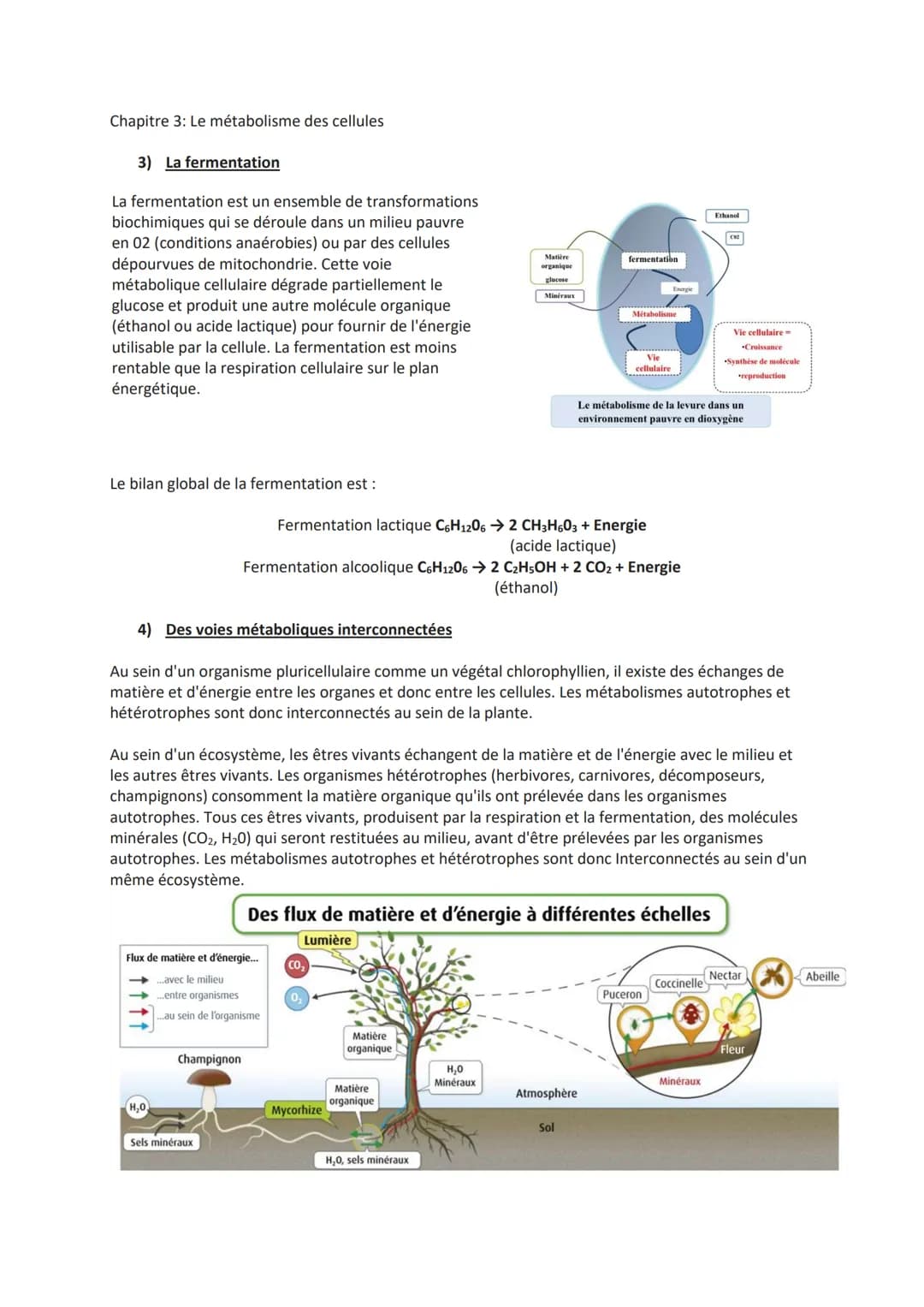 chapitre 3: Le métabolisme des cellules
Le métabolisme des cellules : les notions à connaître
Les cellules réalisent de nombreuses activités