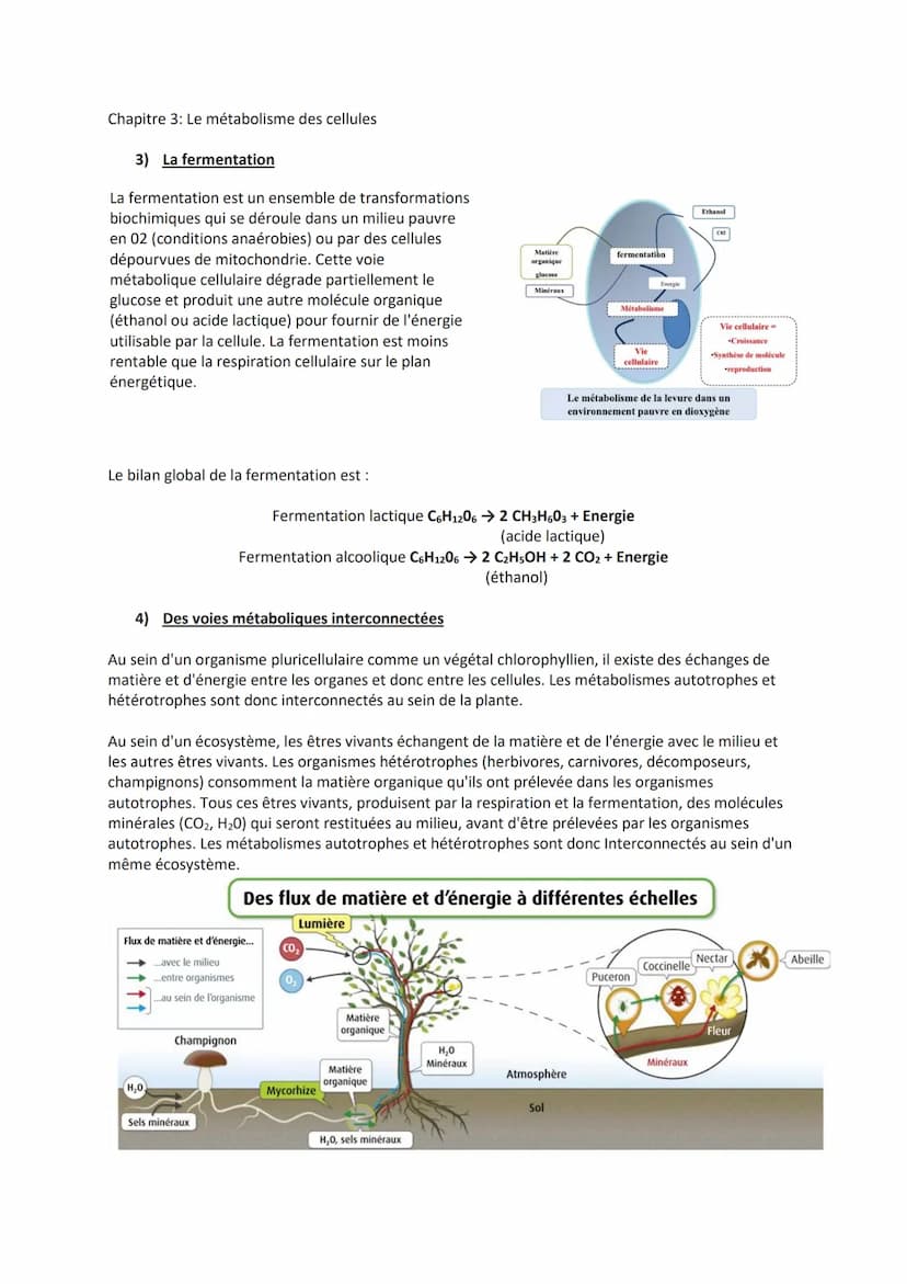 chapitre 3: Le métabolisme des cellules
Le métabolisme des cellules : les notions à connaître
Les cellules réalisent de nombreuses activités