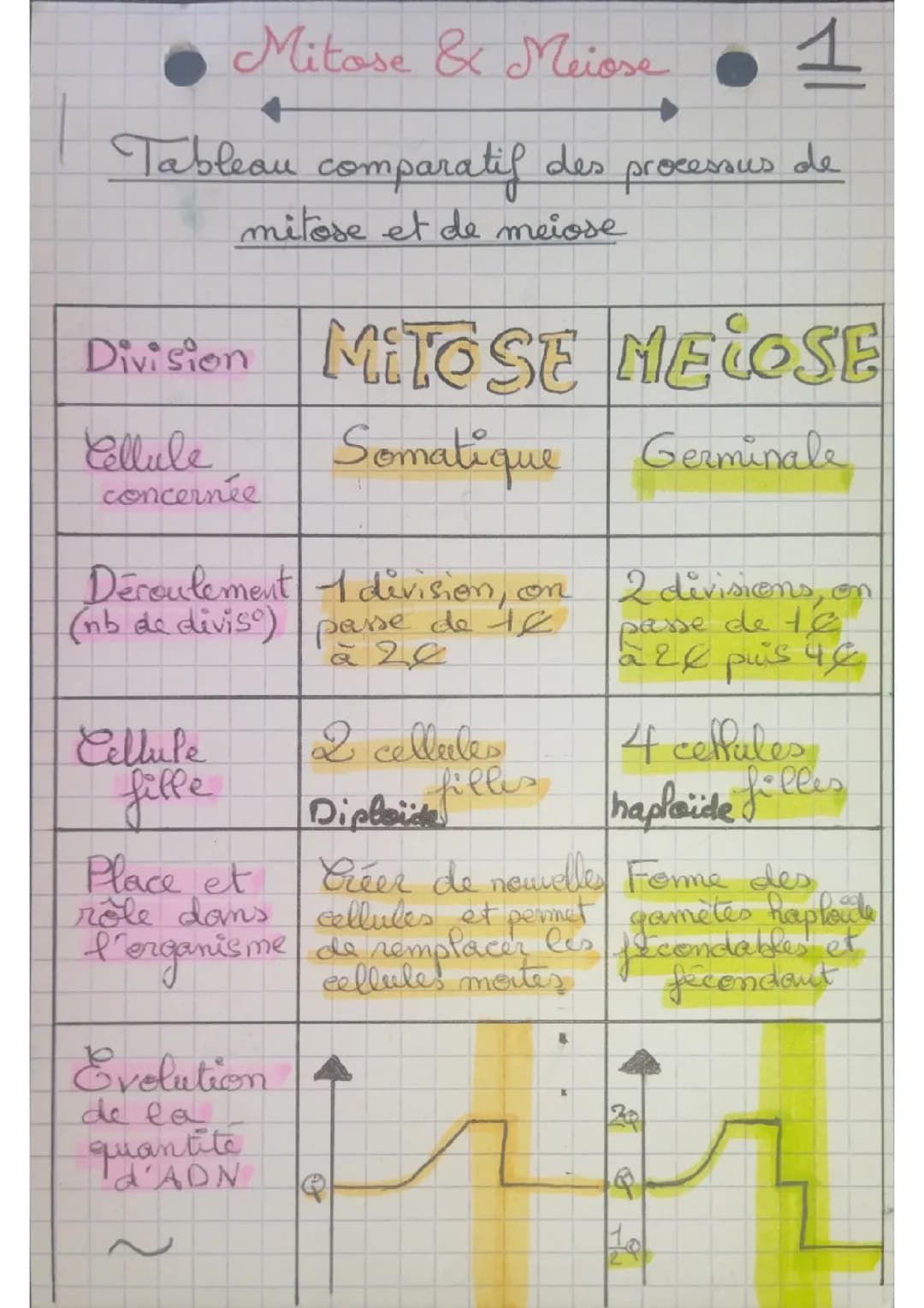 Tableau mitose vs méiose 
