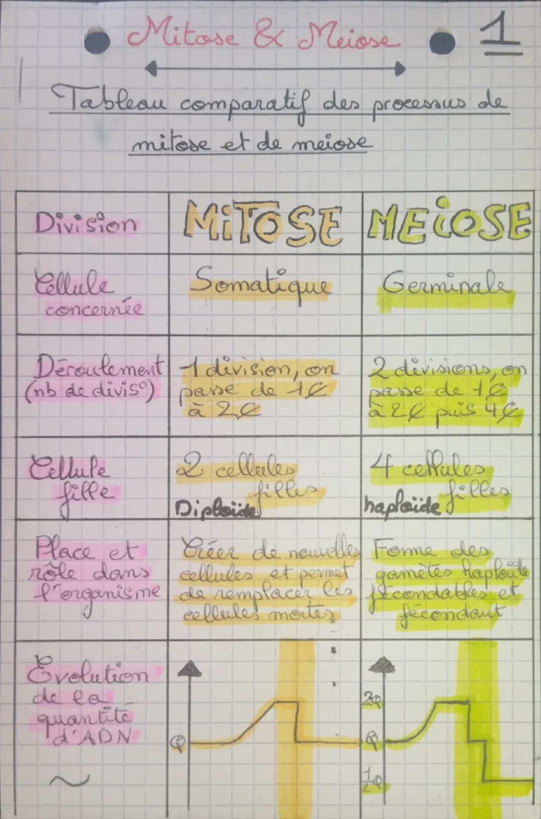 Mitose & Meiose
1
Tableau
comparatif
des
processus de
mitose et de meiose
Division MITOSE MELOSE
Cellule
concernée
Somatique
Découlement 1 d