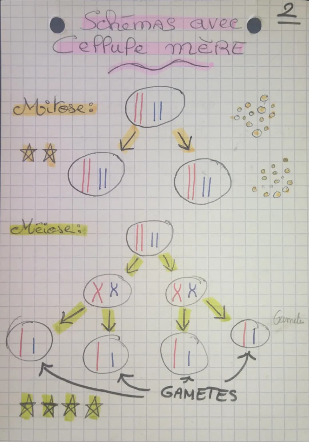 Mitose & Meiose
1
Tableau
comparatif
des
processus de
mitose et de meiose
Division MITOSE MELOSE
Cellule
concernée
Somatique
Découlement 1 d