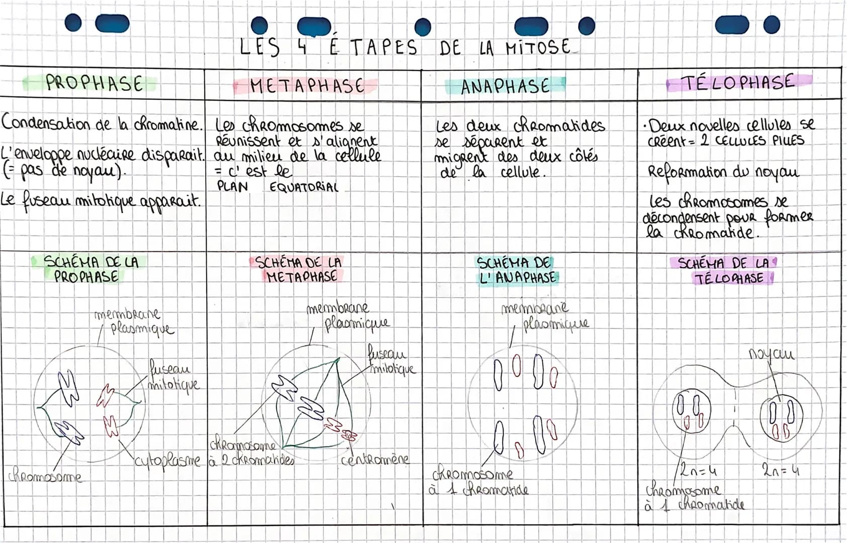 PROPHASE
Condensation de la chromatine.
L'enveloppe nuclécuRe disparait
(= pas de noyau).
Le fuseau mitotique apparait.
SCHEMA DE LA
PROPHAS