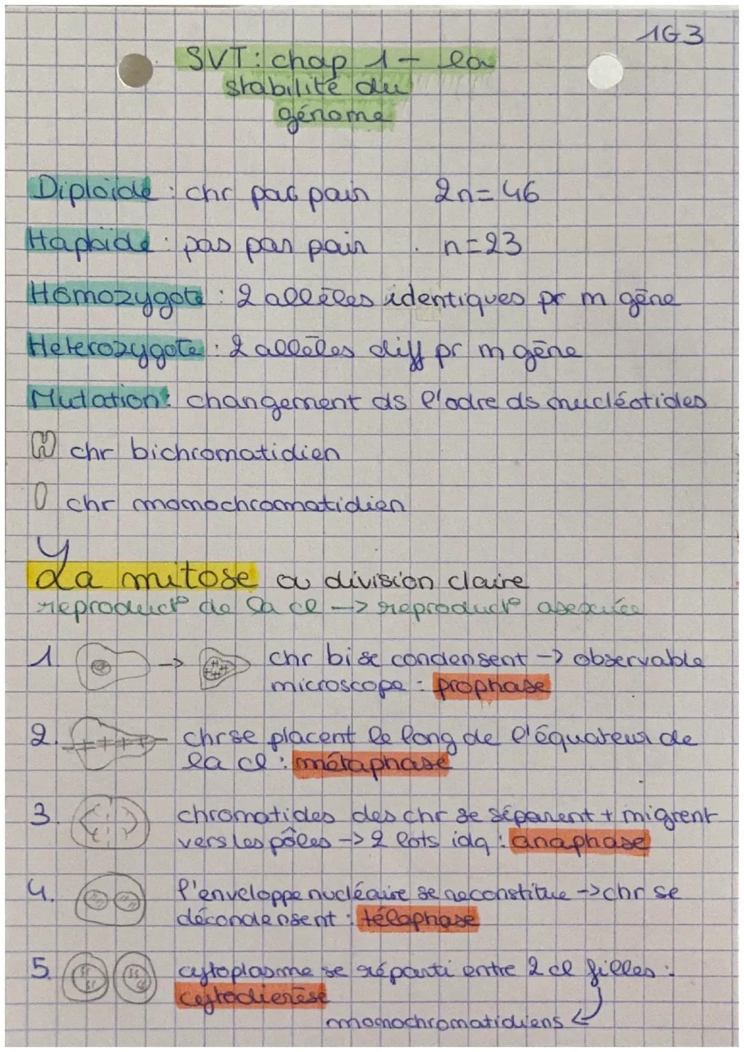 SVT: chap 1 la
stabilite du
genome
Diploide: chr par pain
Hapbide: pas par pain
2n=46
n=23
63
Homozygote 2 alleles identiques pr m gêne
Hete