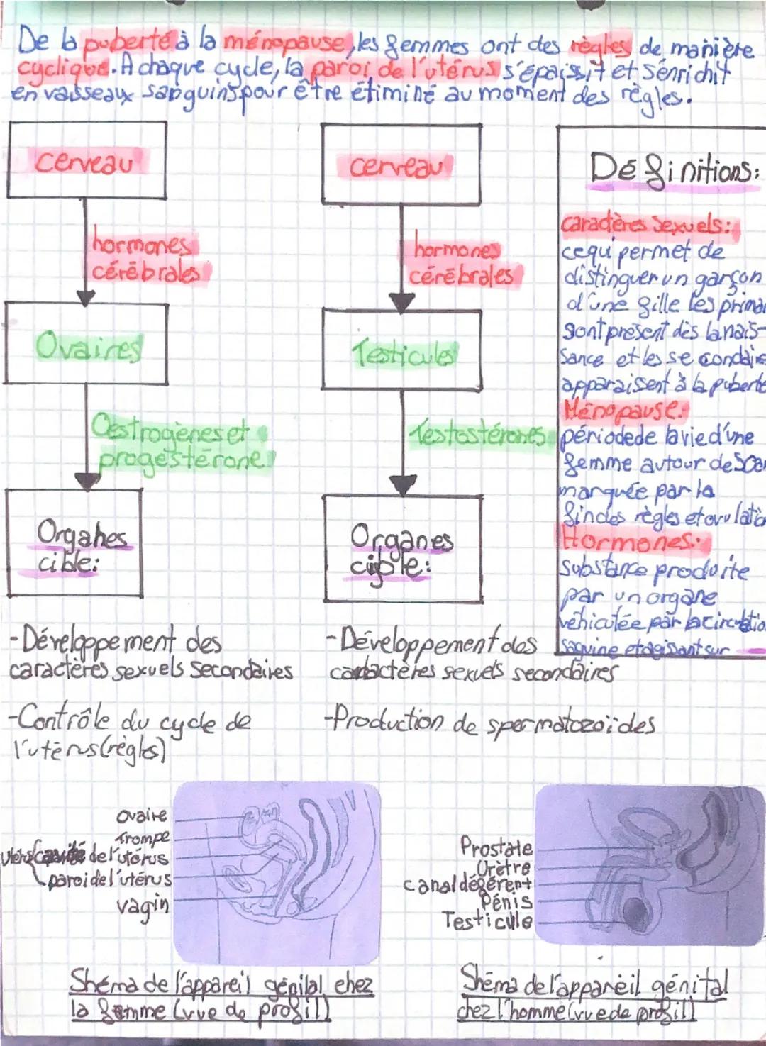 # SVT

| Individus | Chez les filles | Chez les garçons | L'être humain devient apte à se reproduire à la puberté : les caractères sexuels s