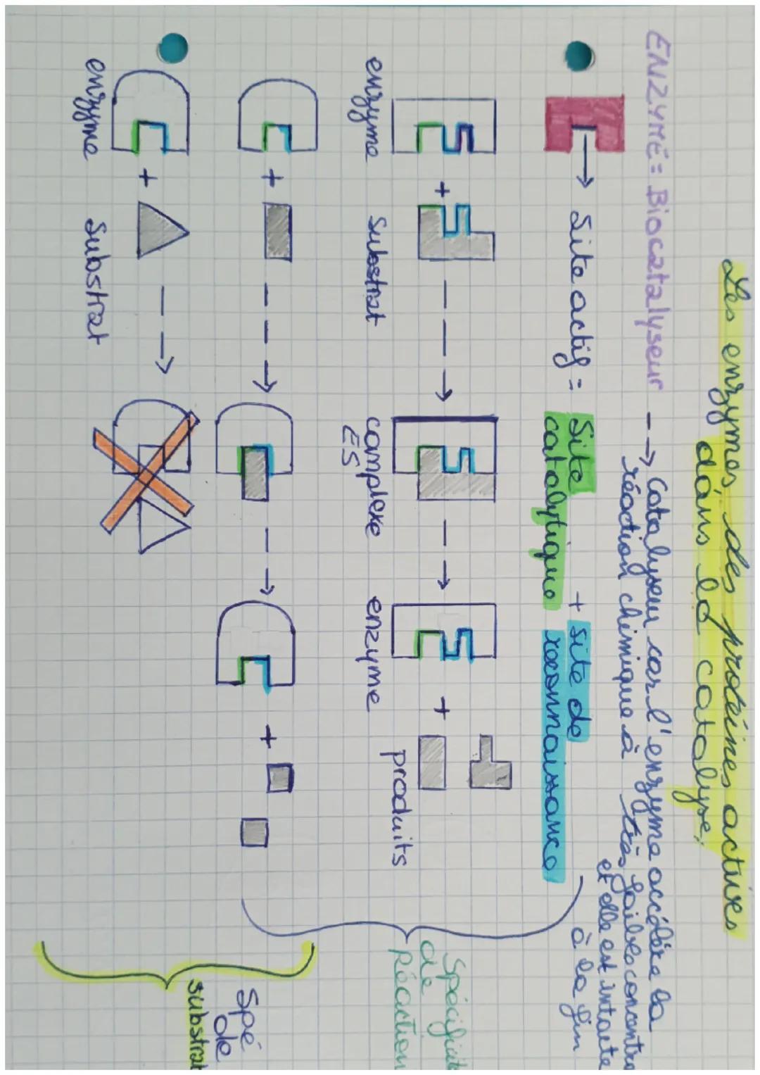 E-5
ENZYME: Biocatalyseur
Site actif =
enzyme
Les
+
G+
G+
enzyme
Substrat
enzymes, des
-
Substrat
dans la catalyse,
Catalyseur car I'enzyme 