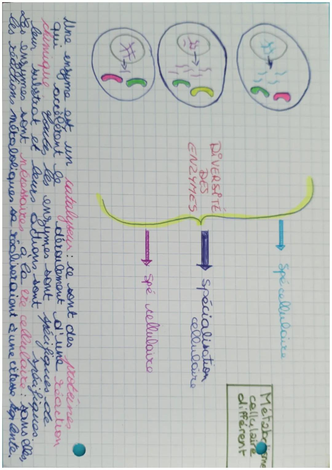E-5
ENZYME: Biocatalyseur
Site actif =
enzyme
Les
+
G+
G+
enzyme
Substrat
enzymes, des
-
Substrat
dans la catalyse,
Catalyseur car I'enzyme 