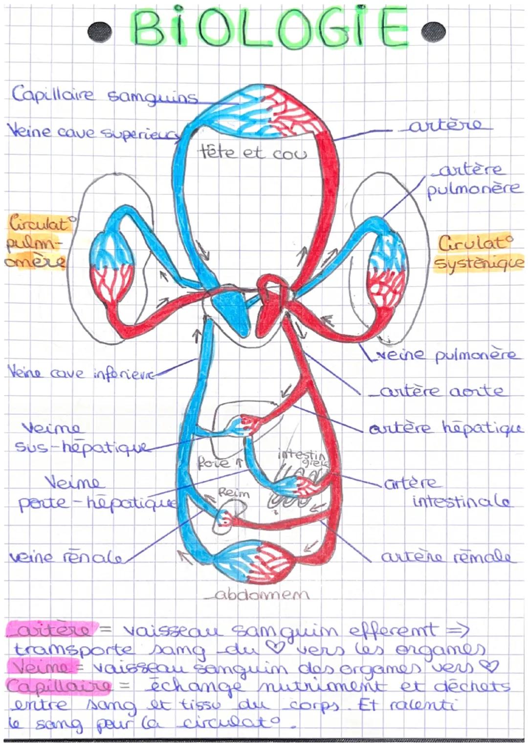 # • BIOLOGIE•

Capillaire samguins

Veine cave superieucy

artère

tête et cou

Circulat
pulan-
omere

Veine cave inforievie

artère
pulmonè