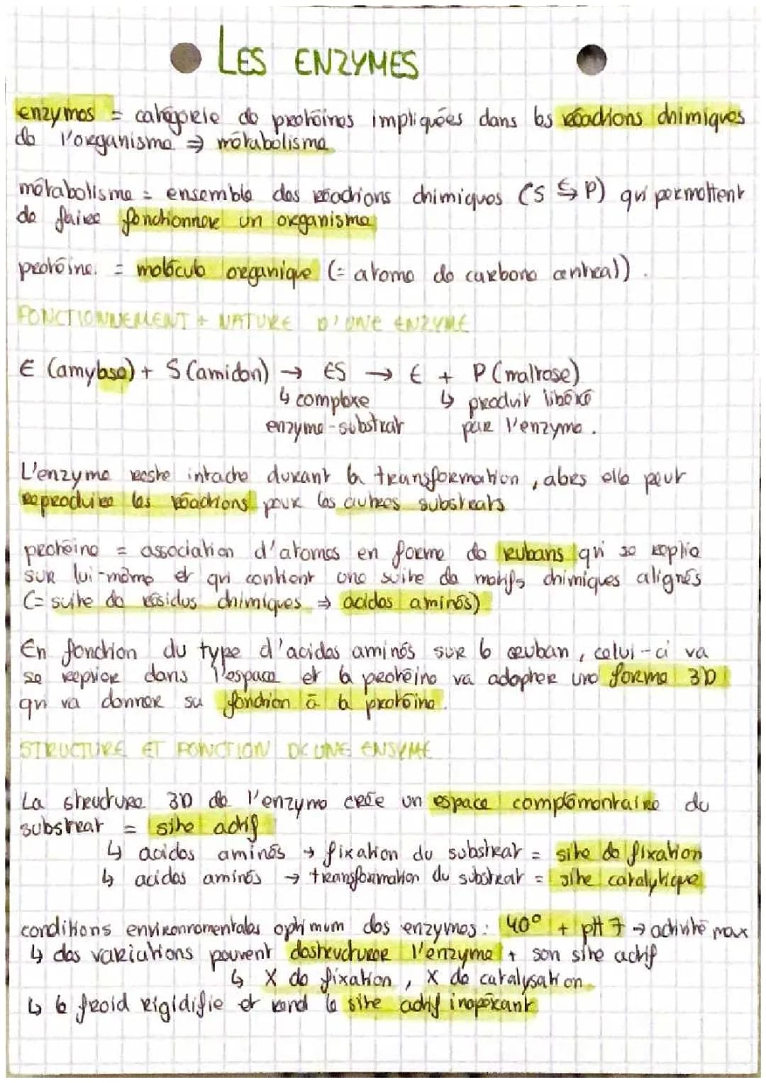 Le rôle des enzymes: quel est le rôle de l'enzyme et caractéristiques des enzymes