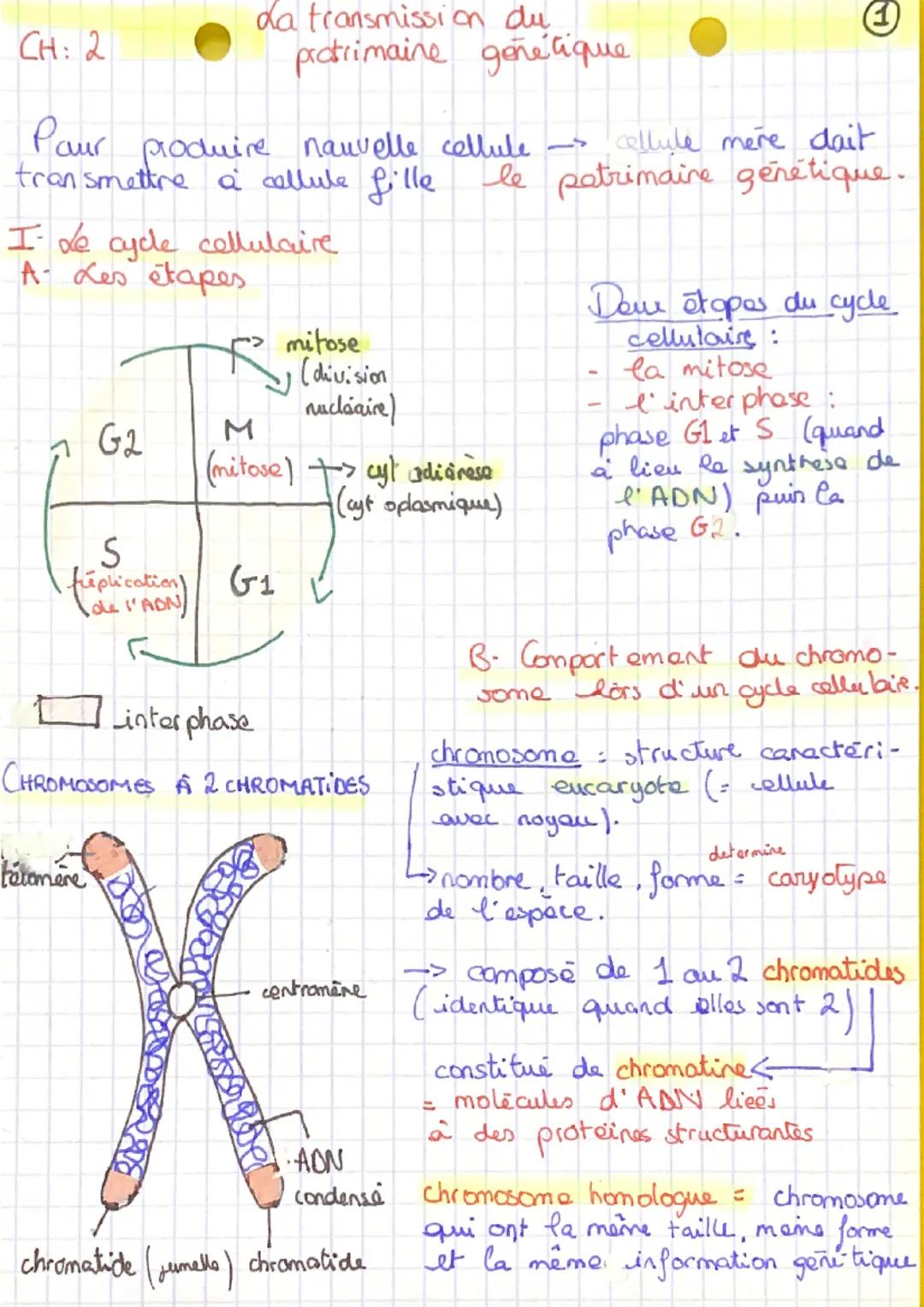 CH: 2
Pour produire nauvelle cellule -
transmettre à cellule fille.
da transmission du
protrimaine genetique
I Le cycle cellulaire
A Les éta